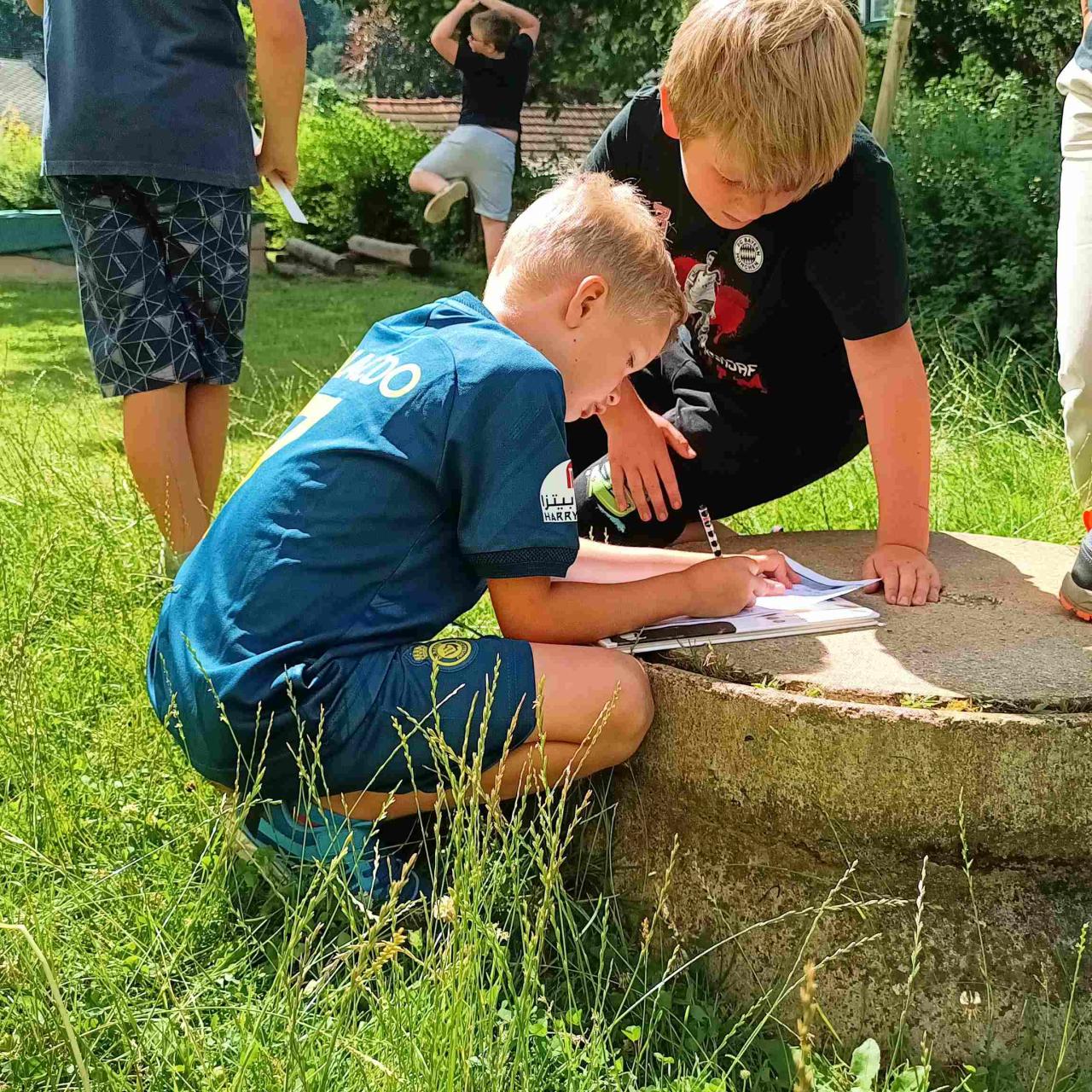 Artenvielfalt auf der Wiese